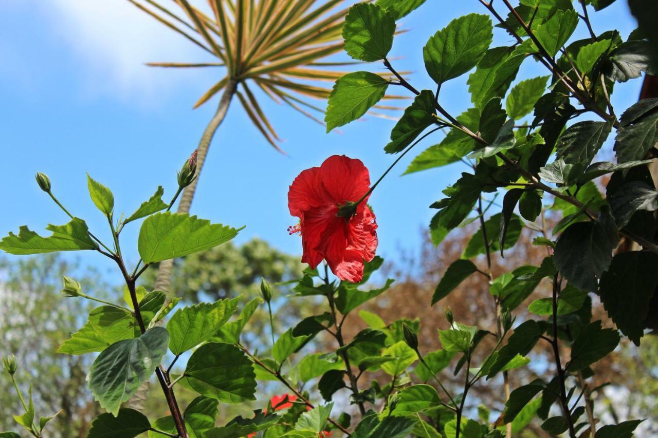 Morada Dos Hibiscos Otel Praia do Rosa Dış mekan fotoğraf